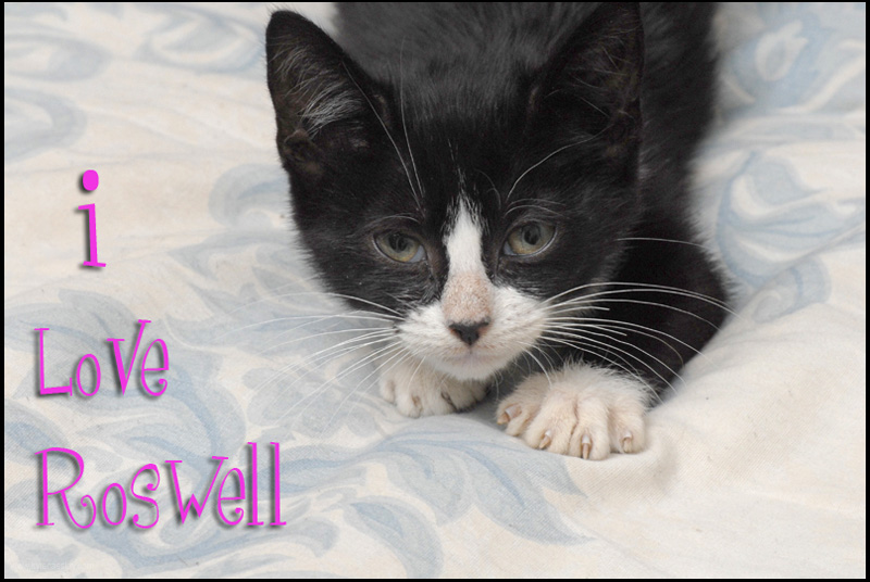 roswell18