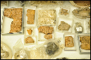 brad-hafford-day-of-archaeology-kyle-cassidy0117